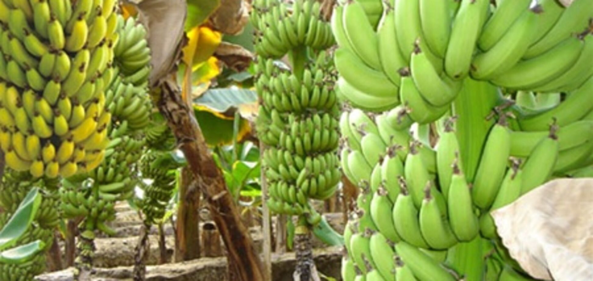 Спрос на бананы резко упал