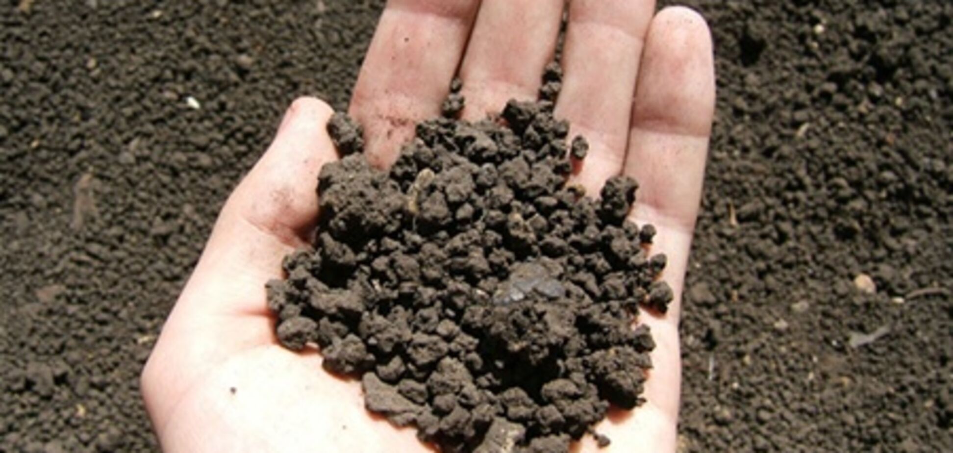 Покупать землю смогут только граждане Украины