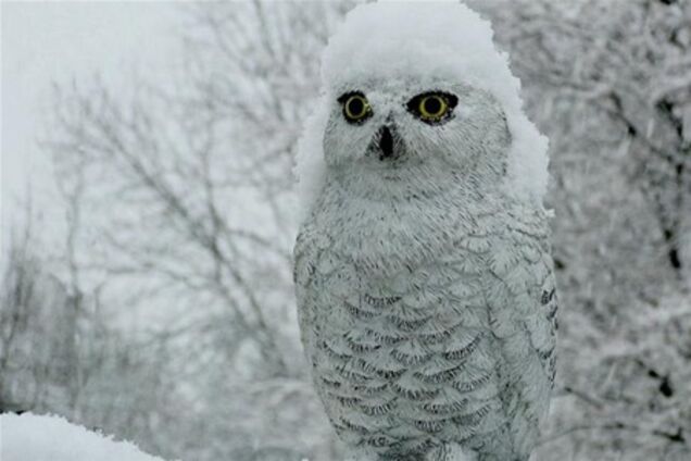 Из-за голода сова стала убийцей кур