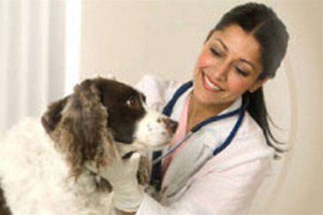 Українських ветеринарів заганяють у підпілля