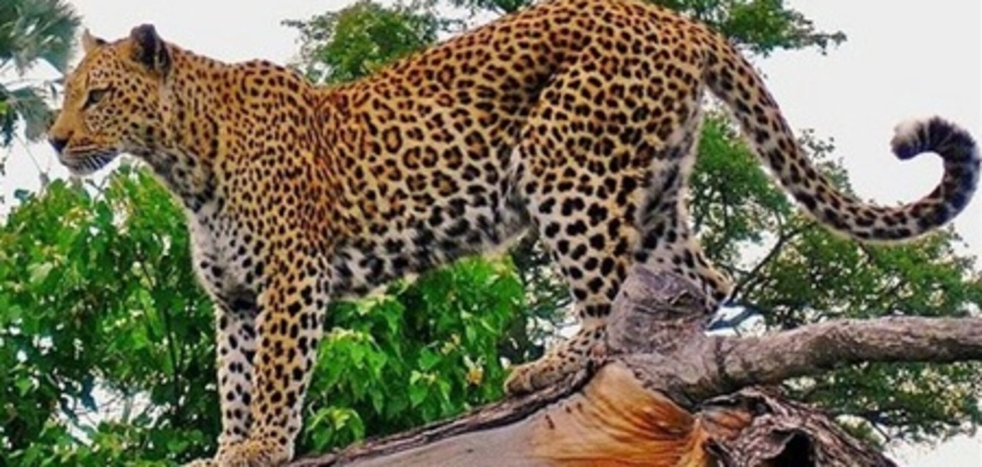 Африканец отбивался от леопарда велосипедом и ломом