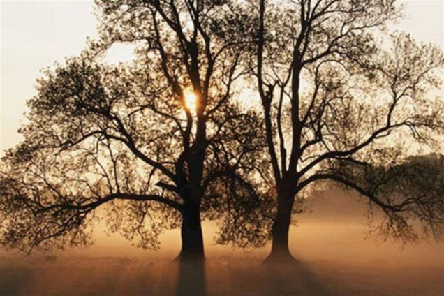 У Криму відбудеться весілля дерев