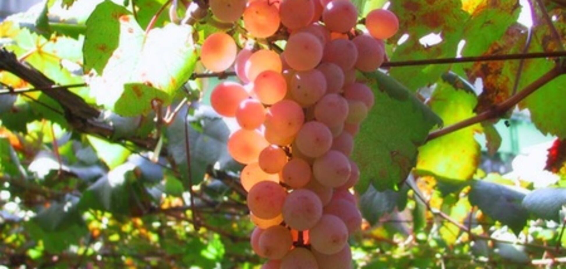 Судьба украинских коньяков и шампанских вин висит на волоске