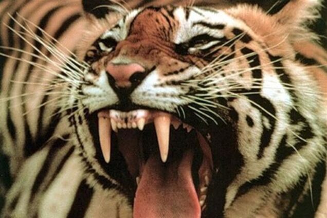 Дружина відбила напад тигра ополоником