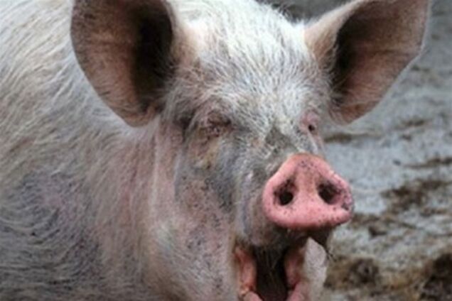 На Харьковщине свинья до смерти напугала пенсионера