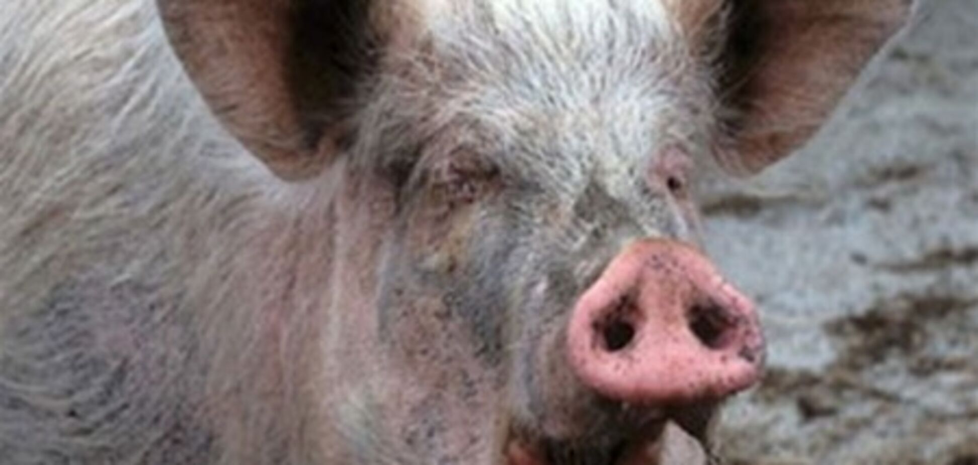 На Харківщині свиня до смерті налякала пенсіонера