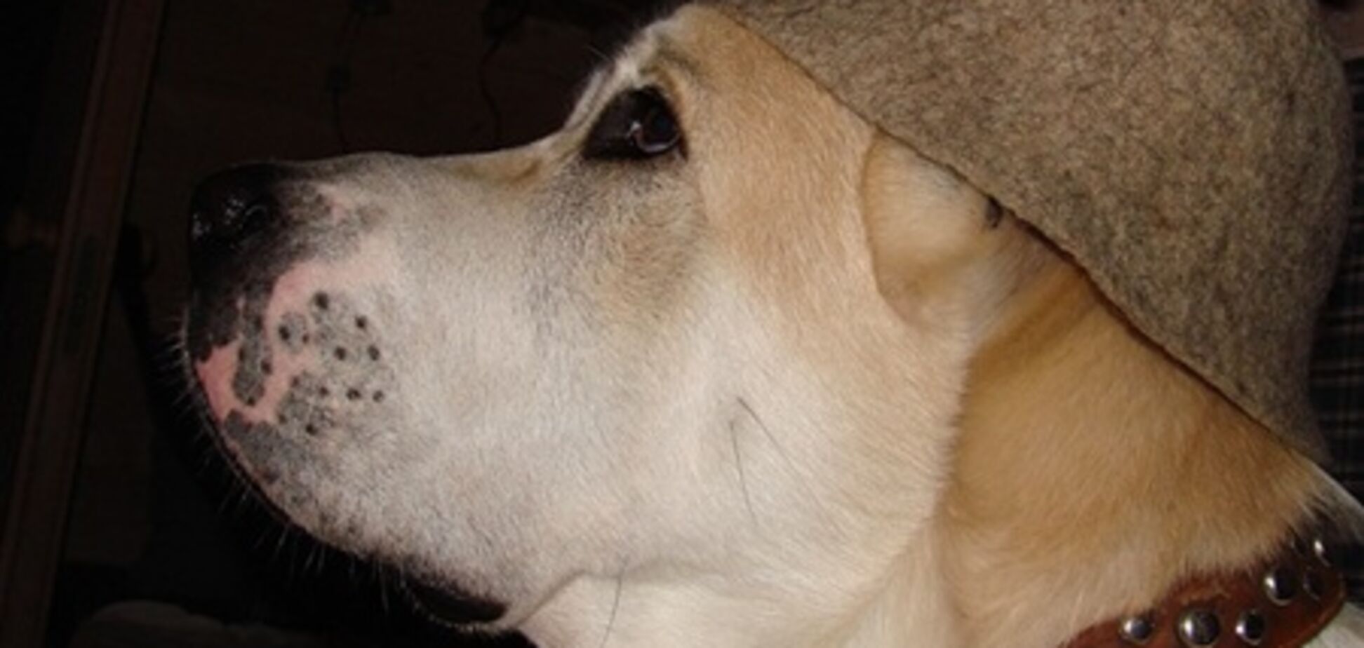 Тепер собаки можуть попаритися в сауні