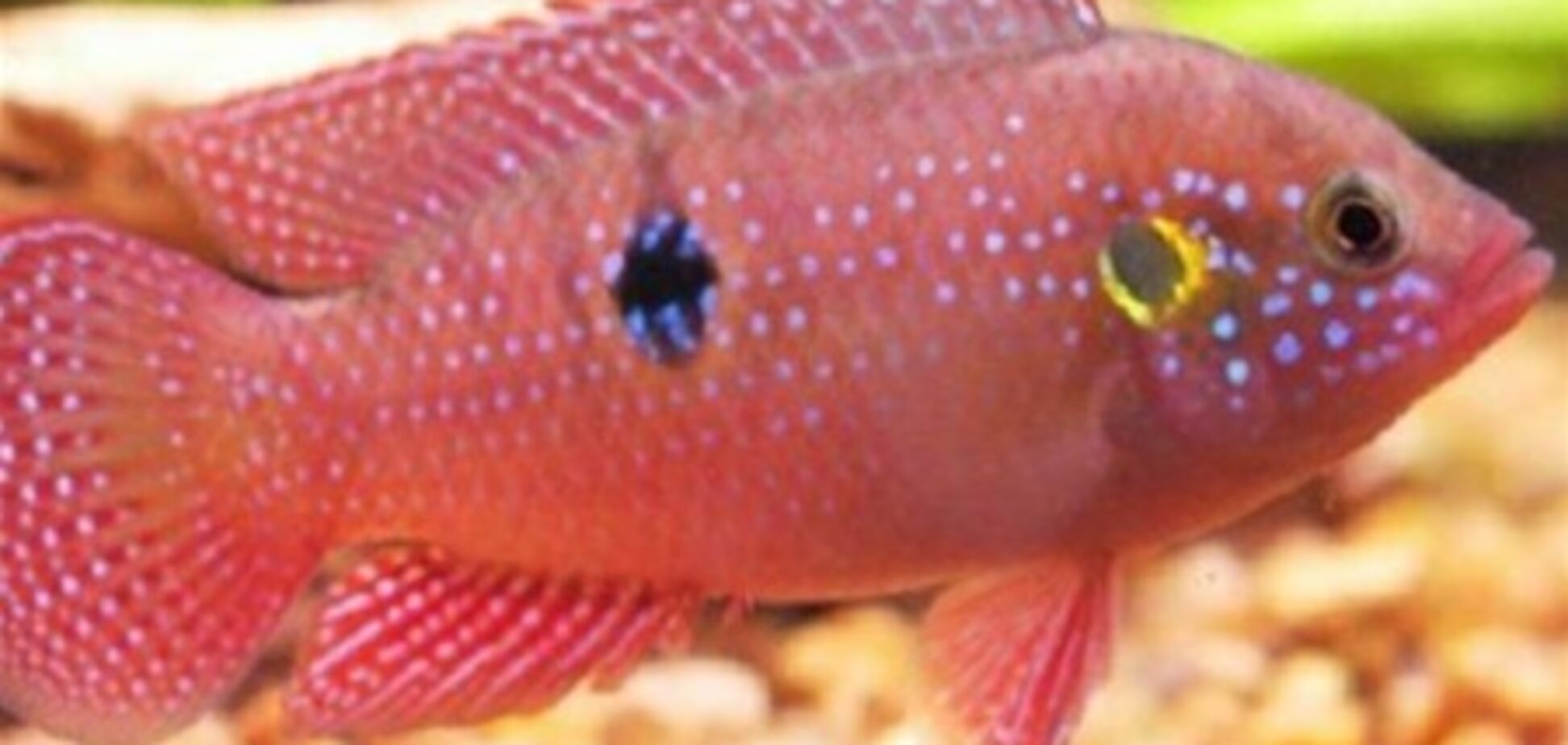 В США подростку светит электрический стул за убийство пары аквариумных рыбок кетчупом