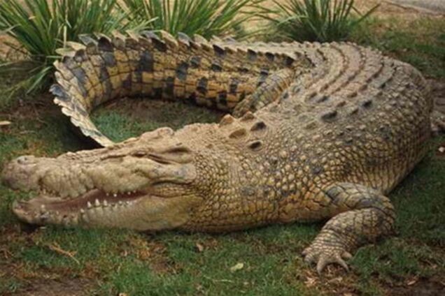 Крокодил с мобилкой