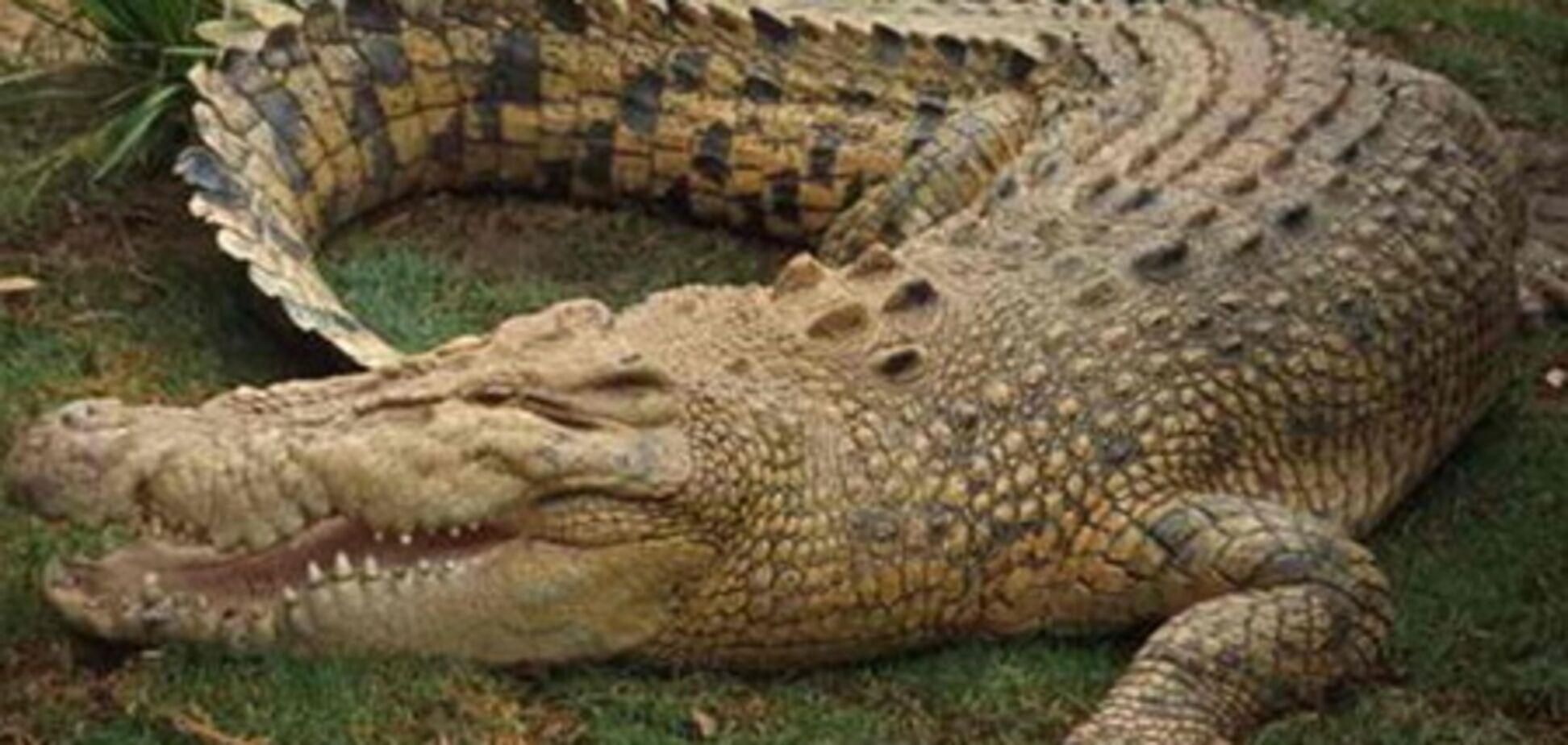 Крокодил с мобилкой