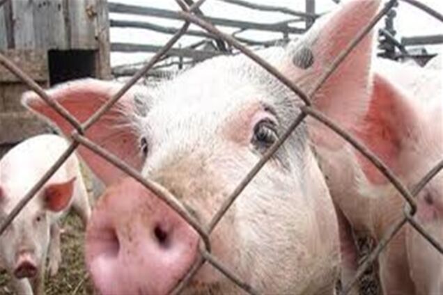 Українську свиню запідозрили у доведенні господаря до смерті