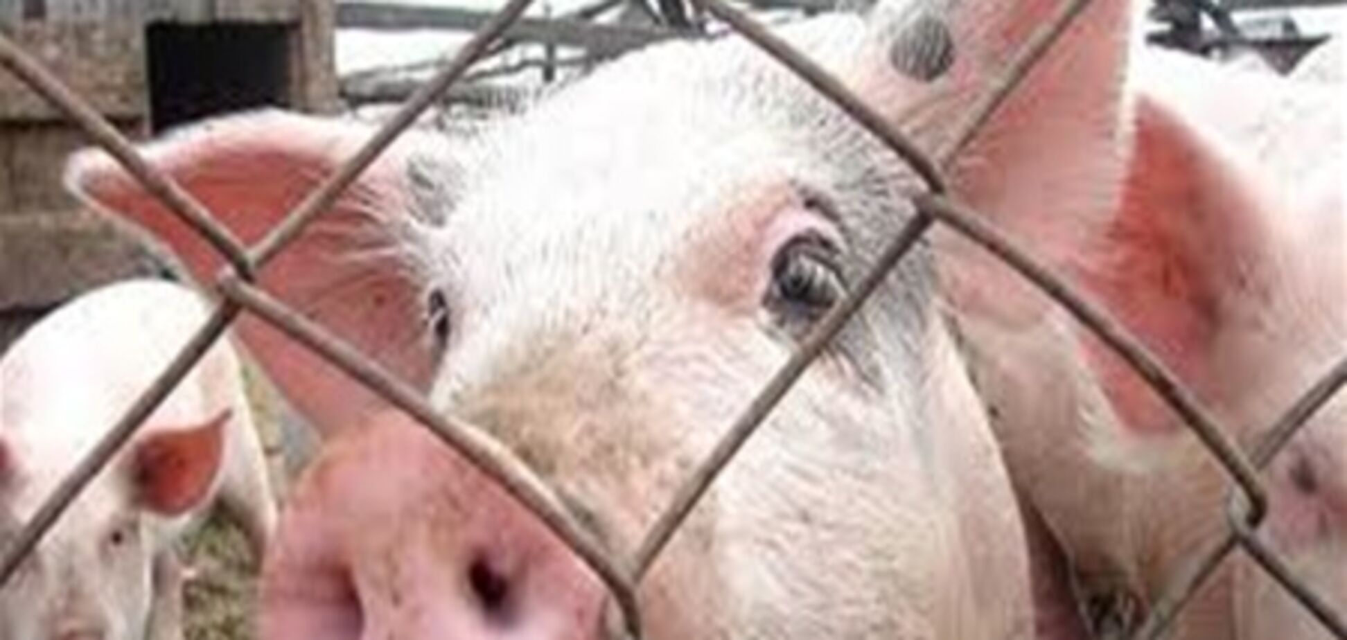 Українську свиню запідозрили у доведенні господаря до смерті 