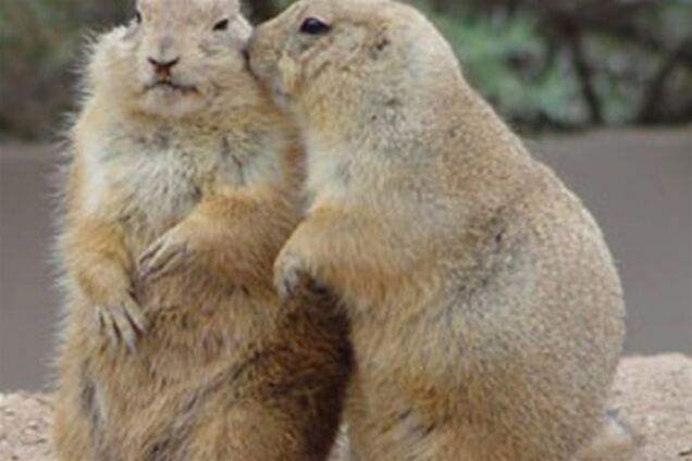 Луговые собачки целуются как люди. Видео