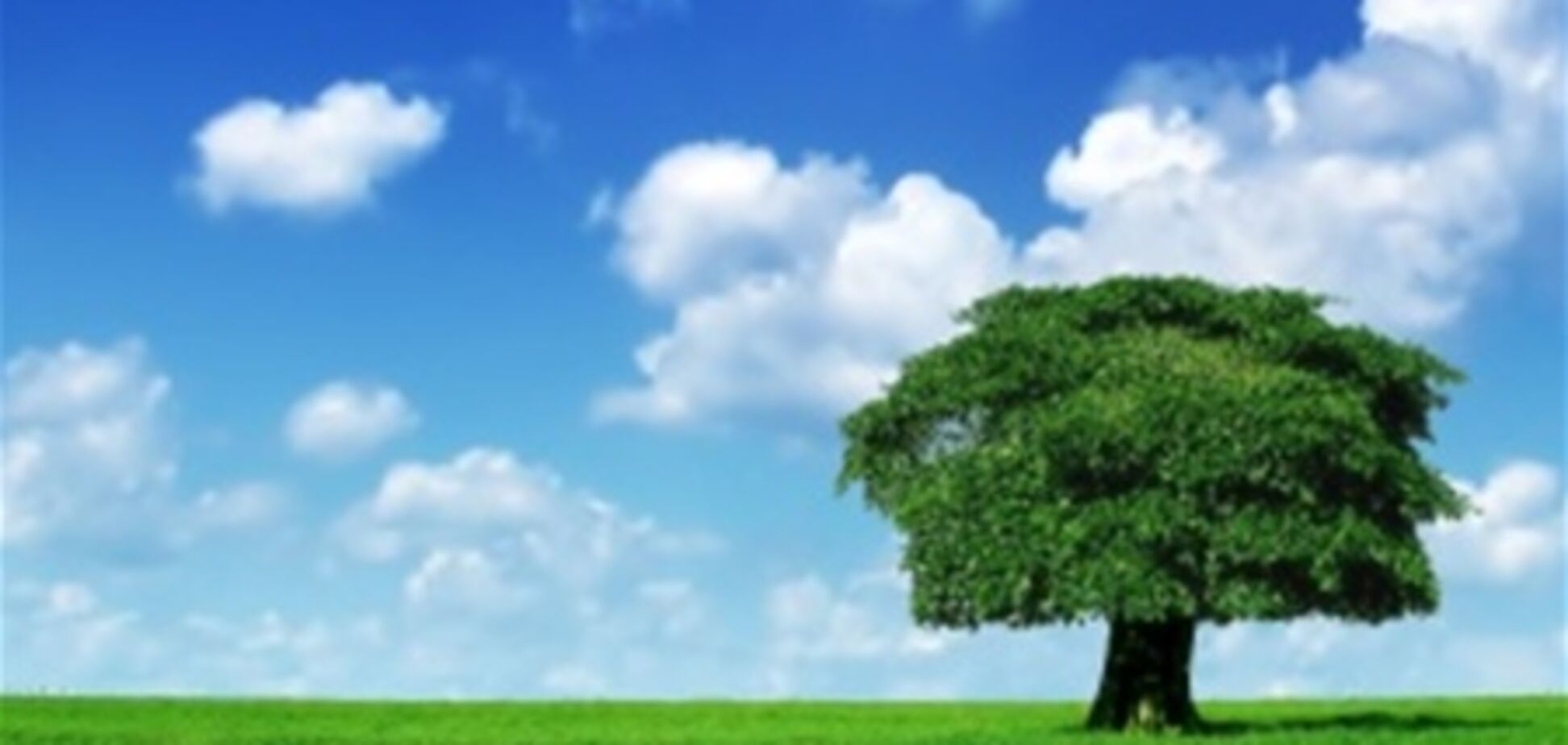 Рецепт Буратіно: закопав кеди - виросло дерево