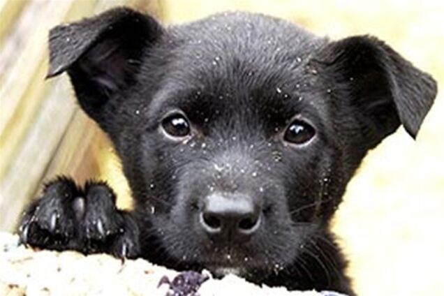 Неизвестные продолжают убивать бродячих собак