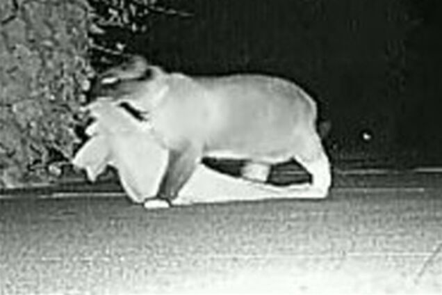 В США поймали кота-клептомана. Видео