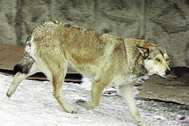 Бездомная дворняжка спасла тонущего ребенка 