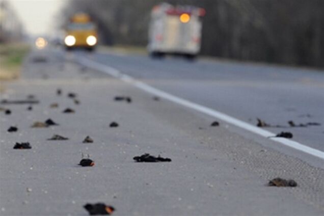 В Севастополе зафиксирован массовый мор черных дроздов