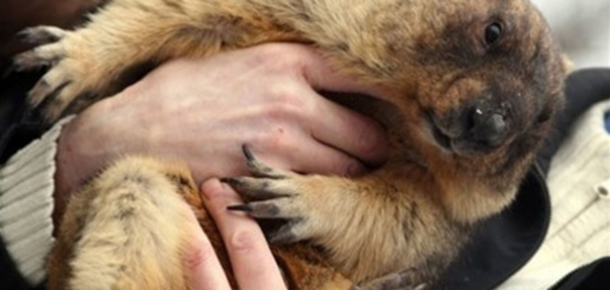 Байбак Тимко: весна настане рівно через 6 тижнів