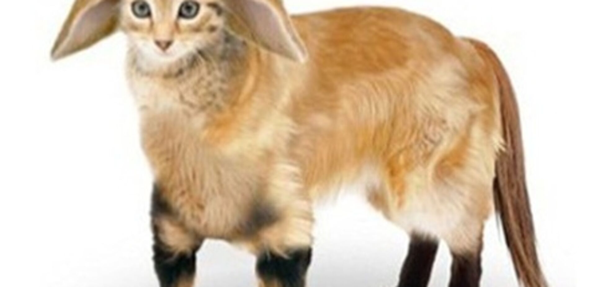 Ученые вывели идеальное домашнее животное. ФОТО