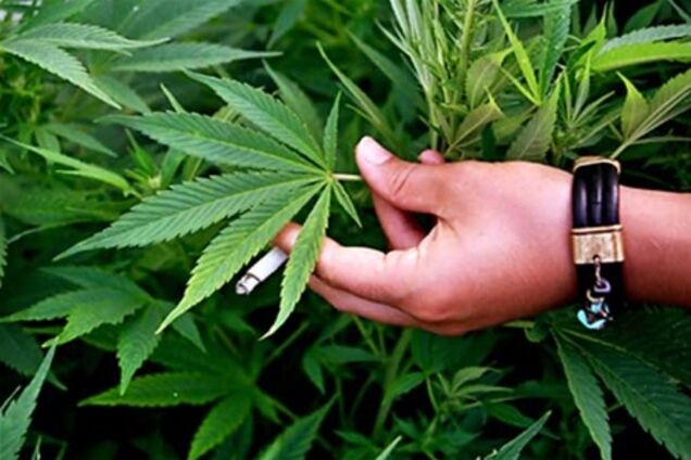 Злісна бабка, яка торгувала марихуаною, спустила на правоохоронців ротвейлера