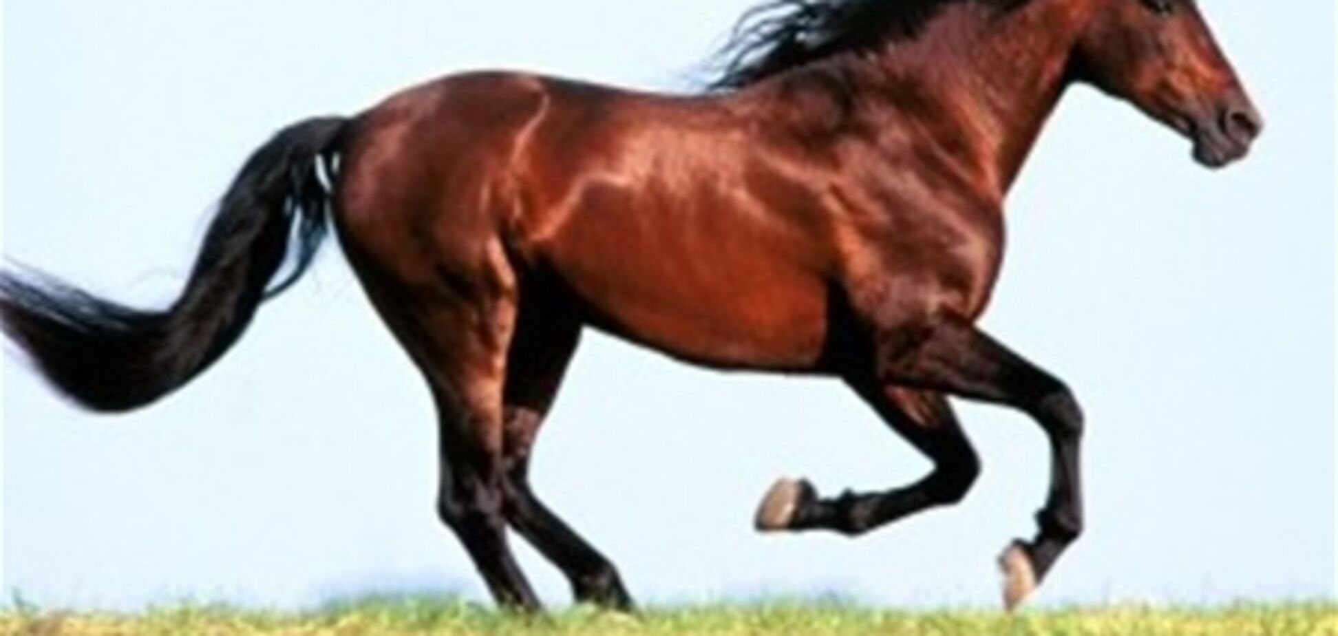 У меню кулінарного фестивалю включена кінська сперма