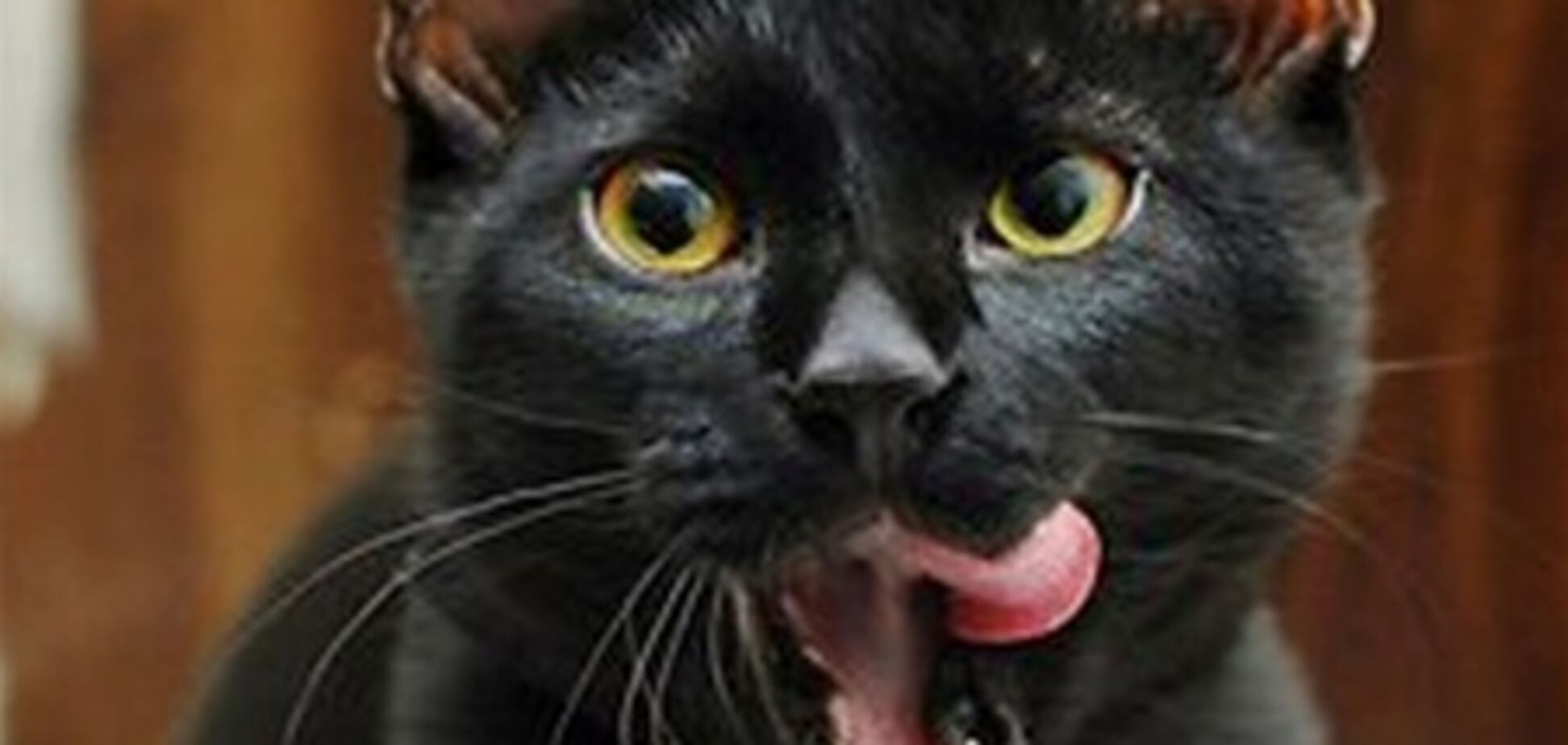 Белый кот защитит от болезни, черный – от зависти