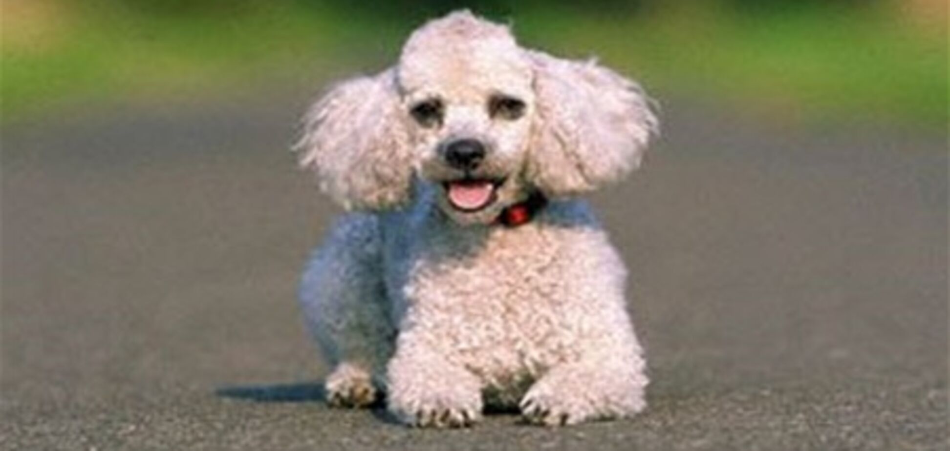 Влада міста вбили пуделя за несплату податків