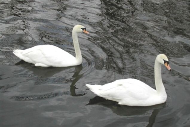 На Одесщине цыгане съели стаю лебедей