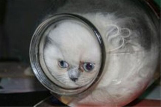 З'явилась нова зірка Інтернету - кішка Ксюша в банці