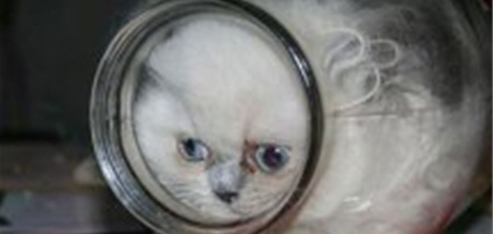 З'явилась нова зірка Інтернету - кішка Ксюша в банці