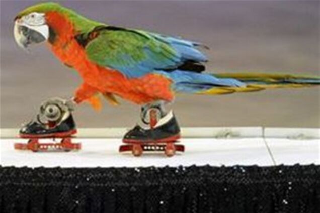 Папуга не лише катається на роликах, а й управляє іграшковим автомобілем