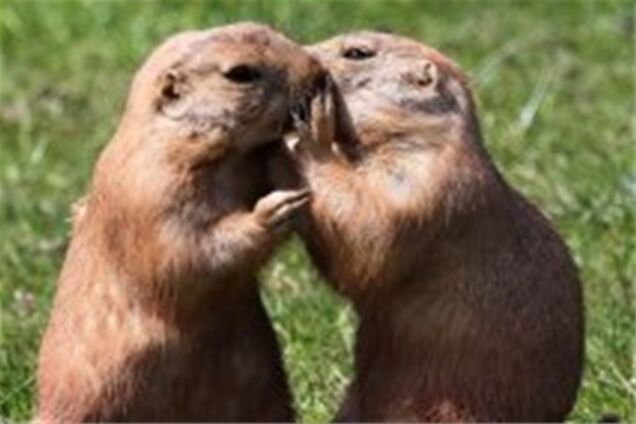 Відверті обнімання та палкі поцілунки... гризунів