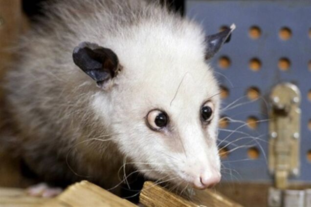 Грызун-предсказатель напророчил «Оскар» Натали Портман