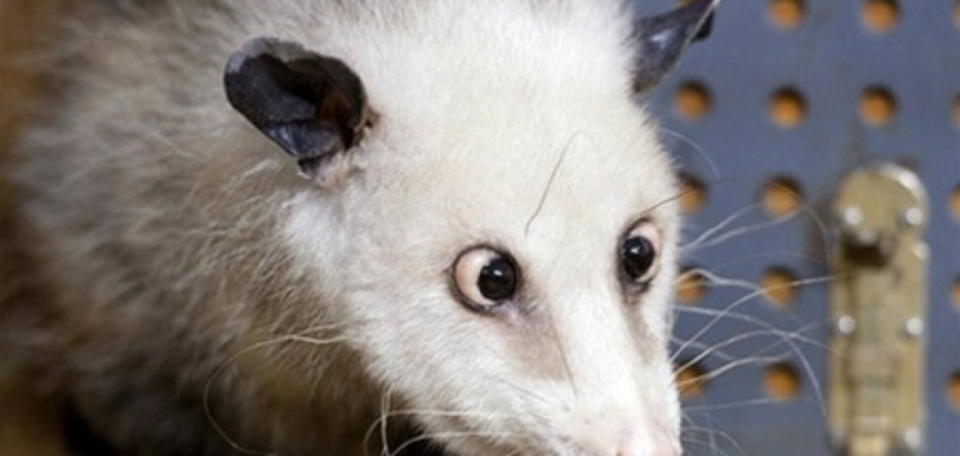 Грызун-предсказатель напророчил «Оскар» Натали Портман