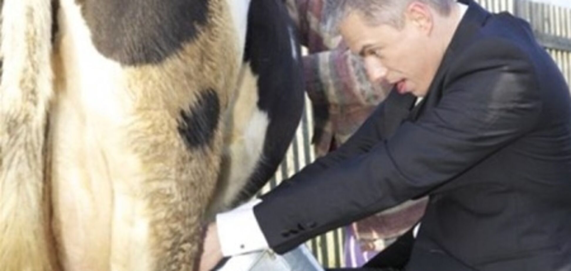 Экс-ведущий проекта 'Фабрика звезд' научился доить коров