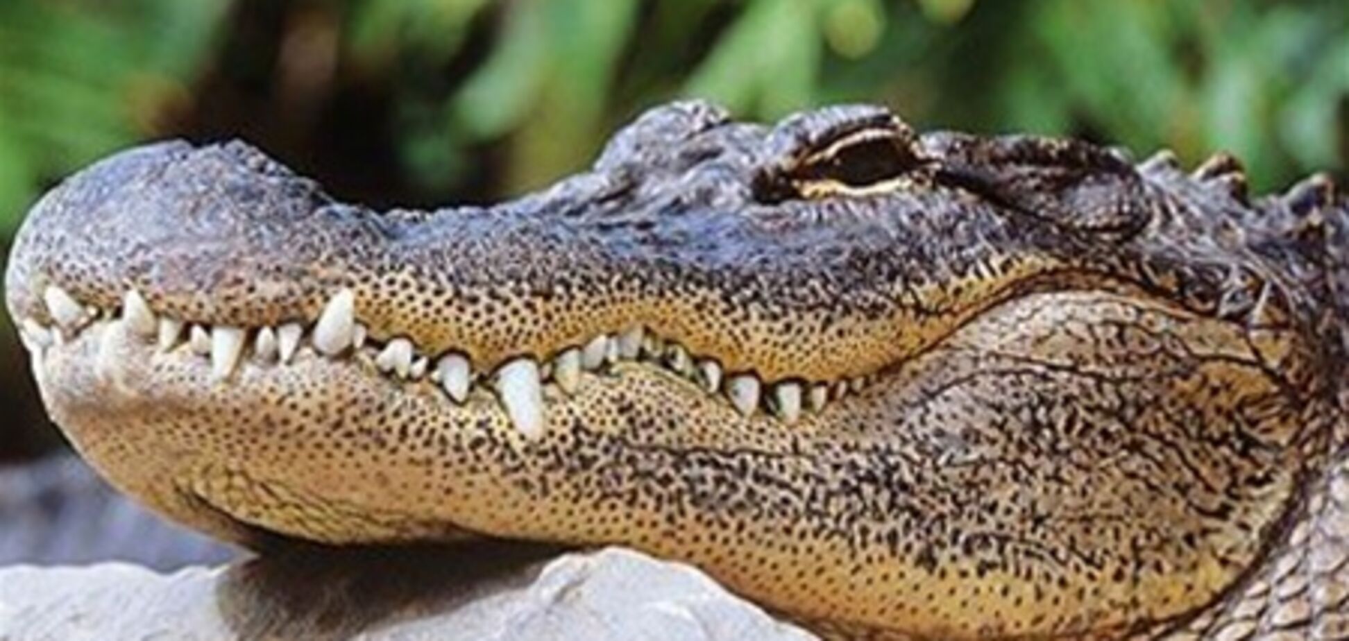 Бразилія. За диваном у вітальні було знайдено живого алігатора