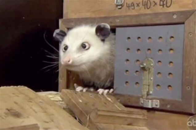 Косоглазый опоссум предсказал Портман победу на «Оскаре»