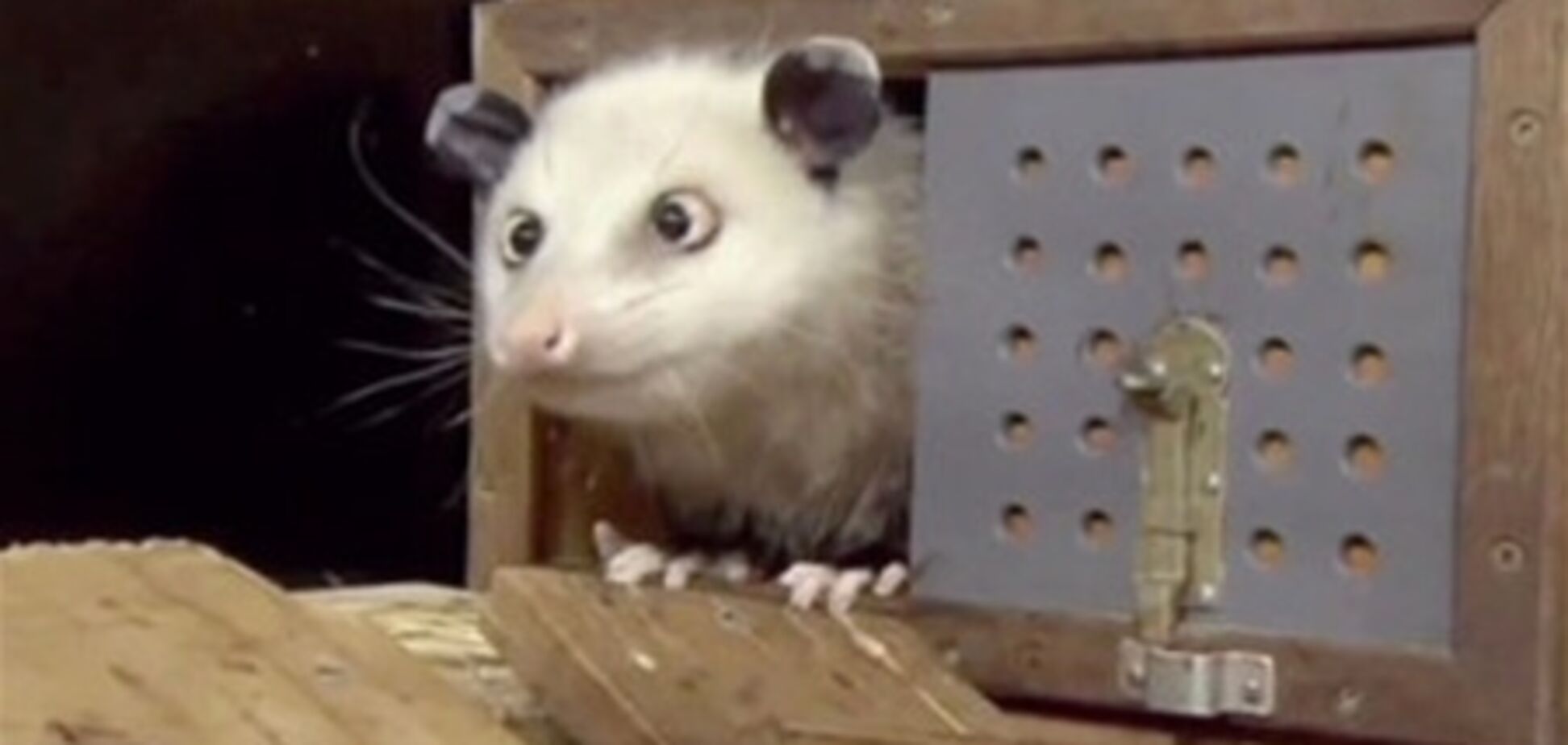 Косоглазый опоссум предсказал Портман победу на «Оскаре»