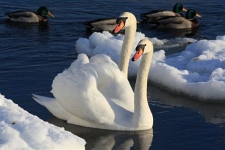 Одещина. Цигани з'їли зграю лебедів