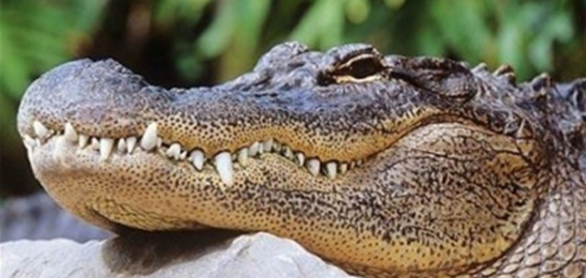 Трирічна дитина знайшов за диваном живого алігатора і побив його по голові