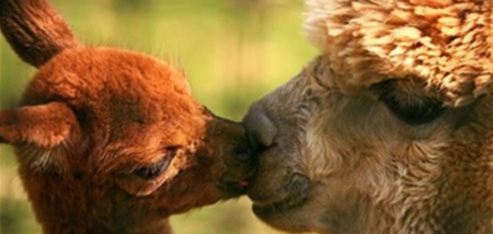 Эти милые животные