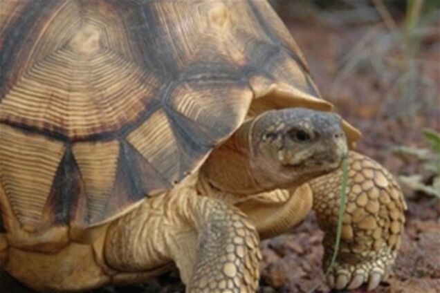 Черепахи в небезпеці