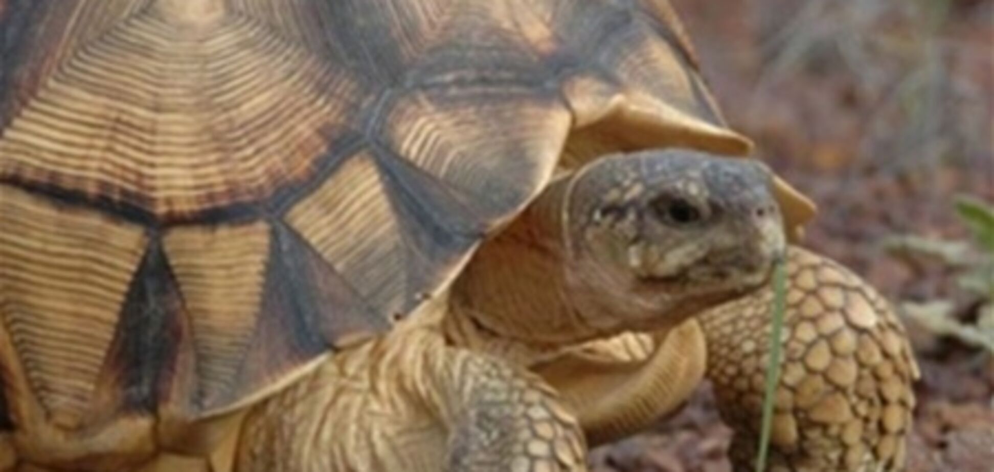 Черепахи в небезпеці