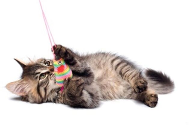 Гестапо для животных