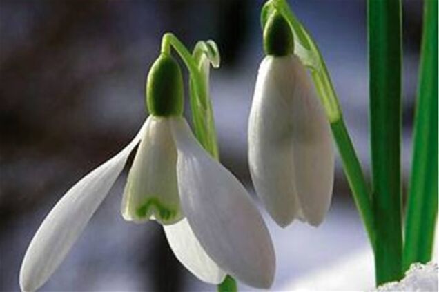 З якою погодою зустріне Україна весну