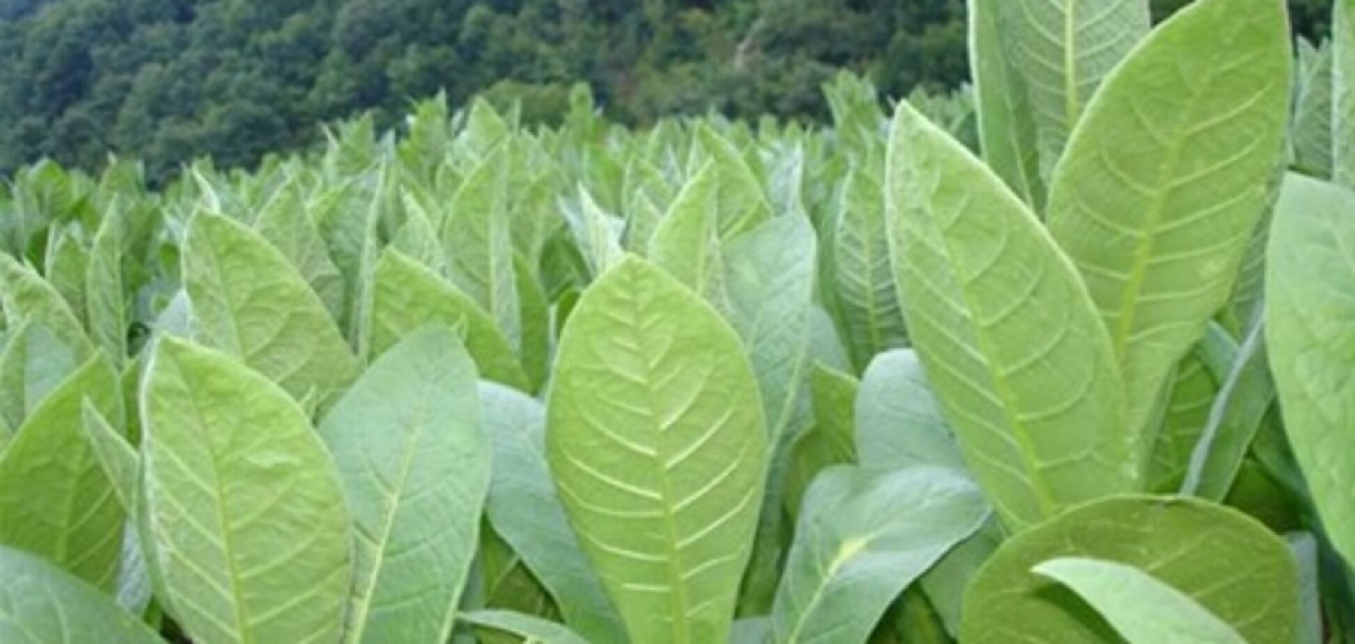 Бюджет питается сигаретами