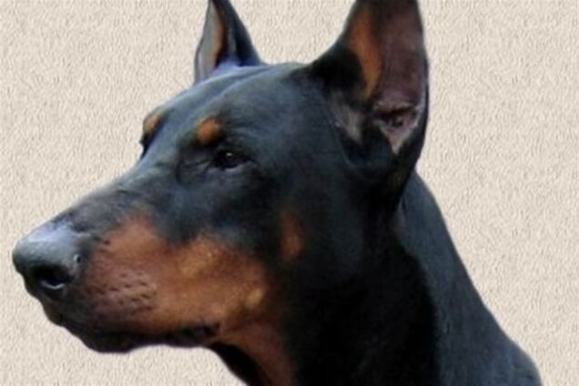 Дельфін врятував життя собаці