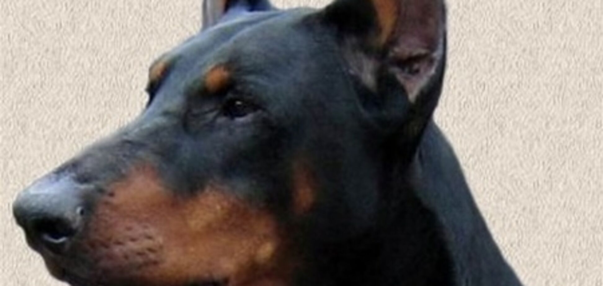 Дельфін врятував життя собаці