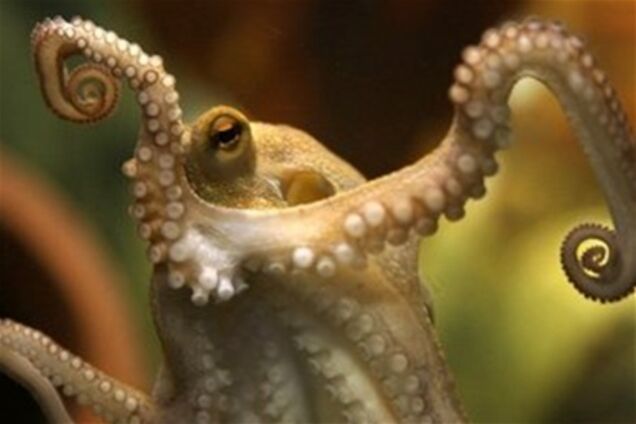 Поляки завели своего осьминога-оракула к Евро-2012